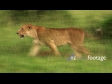 Lion Uganda 2 1294